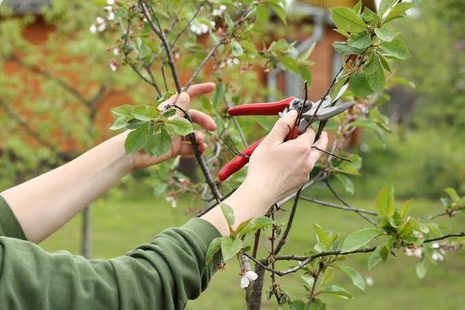 Best time to prune