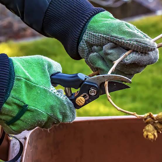 Best time to prune