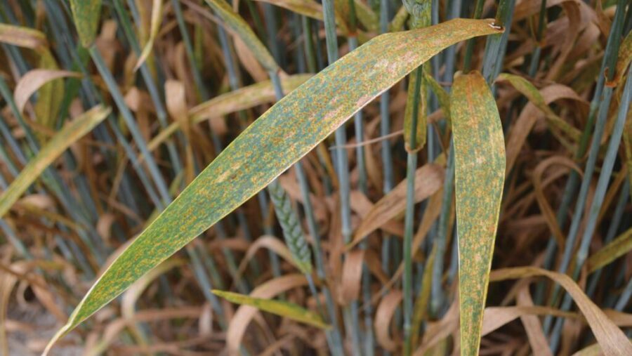 Causes of stem weakness in cereals