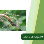Tree root disease