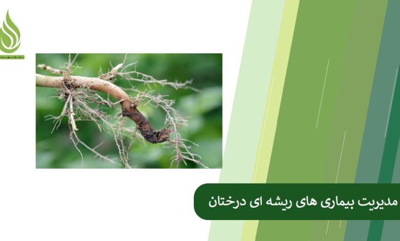 تصویر مدیریت بیماری های ریشه ای درختان
