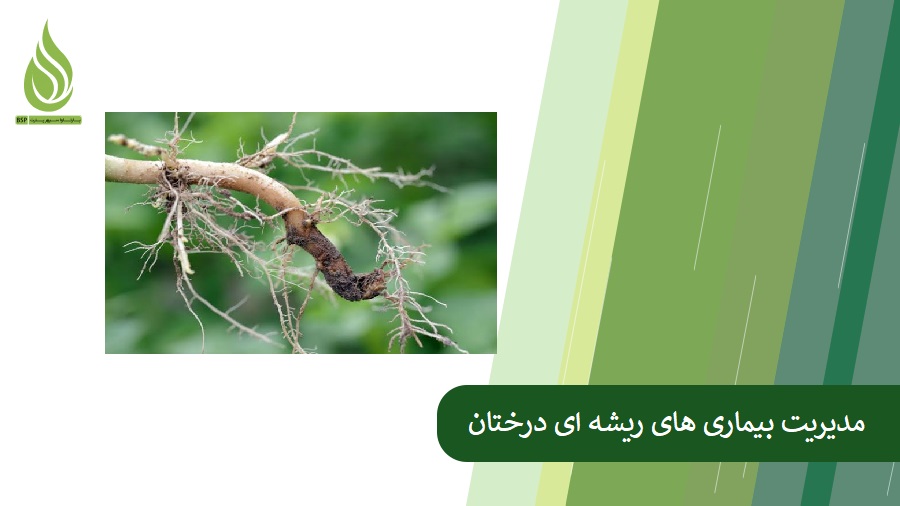 Tree root disease