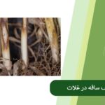 Causes of stem weakness in cereals