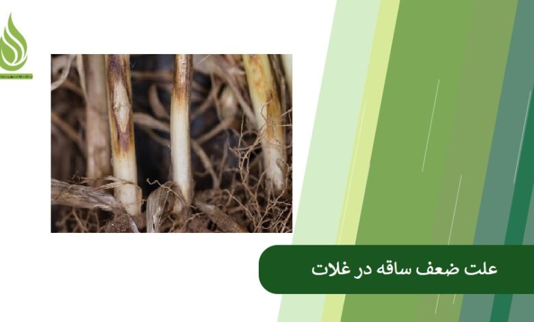 تصویر علت ضعف ساقه در غلات و جلوگیری از آن