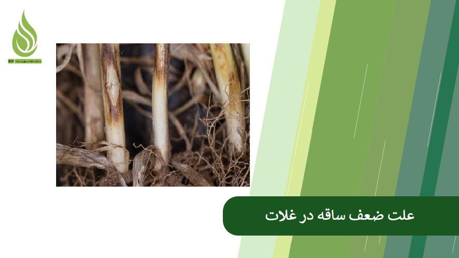 Causes of stem weakness in cereals