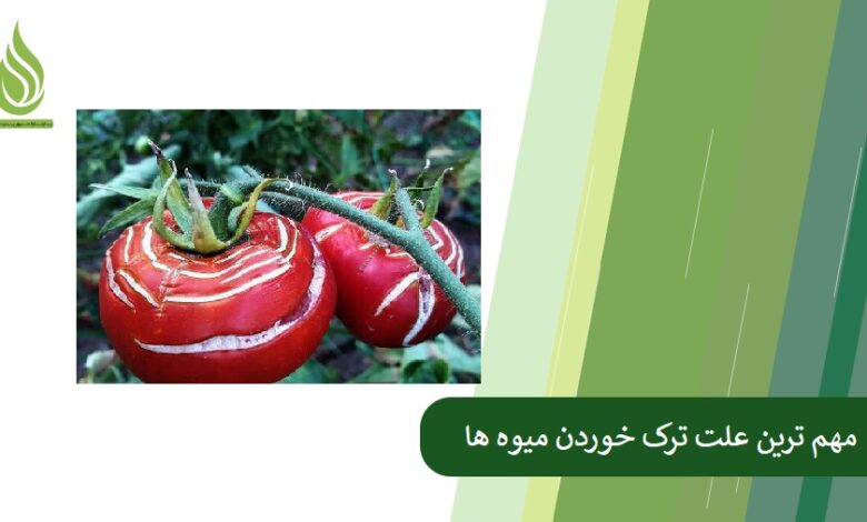تصویر مهم ترین علت ترک خوردن میوه ها و روش های پیشگیری از آن