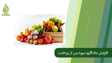 تصویر افزایش ماندگاری میوه پس از برداشت با تغذیه درست