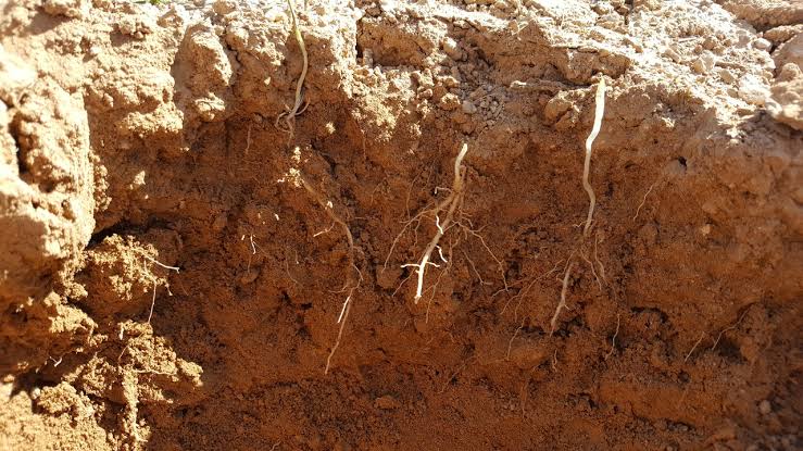 Fertilizer for calcareous soil