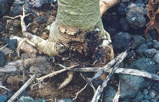 Tree root disease