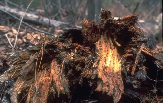 Tree root disease