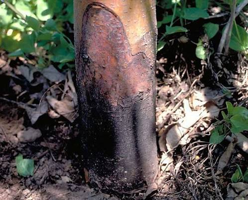 Tree root disease