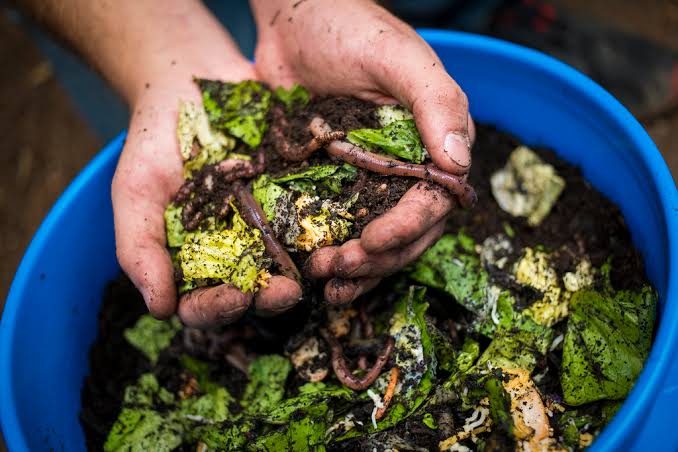 Vermicompost and Compost in the Garden