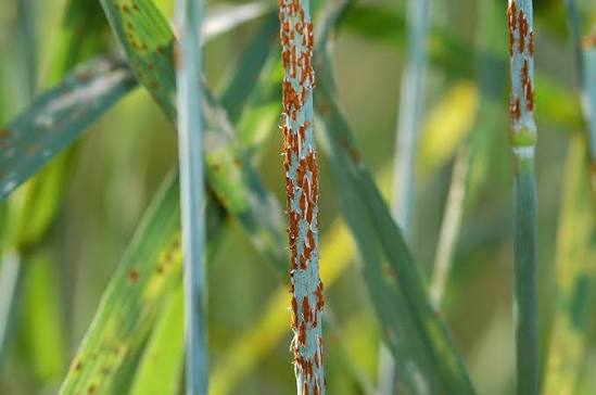 Causes of stem weakness in cereals