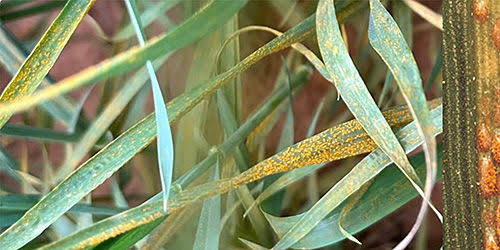 Causes of stem weakness in cereals