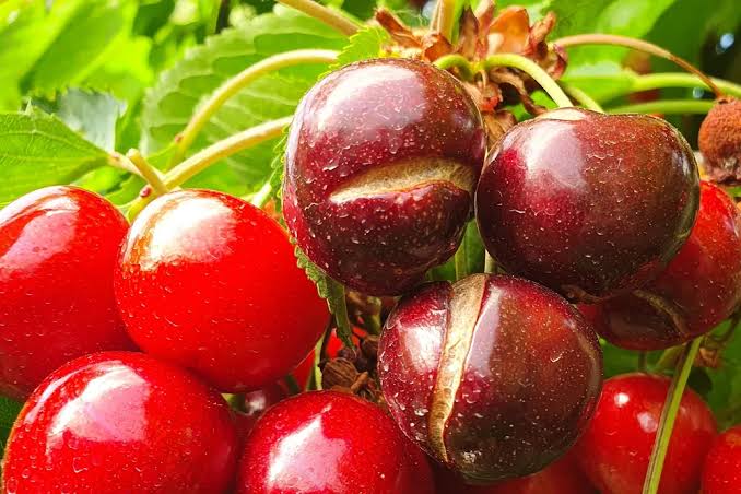The cause of fruit cracking