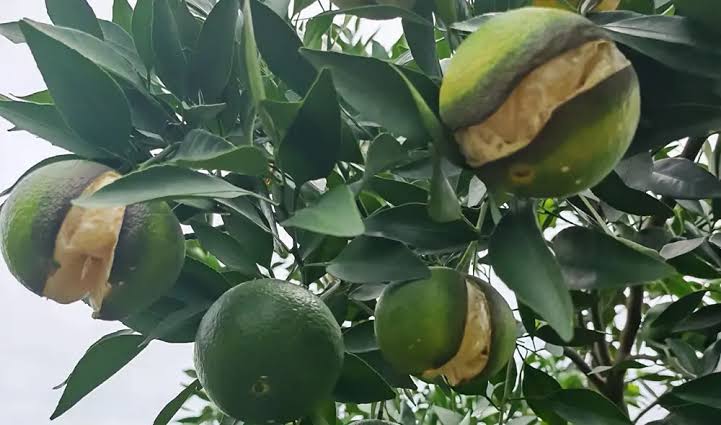 The cause of fruit cracking