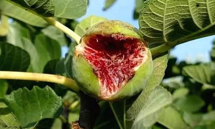 The cause of fruit cracking