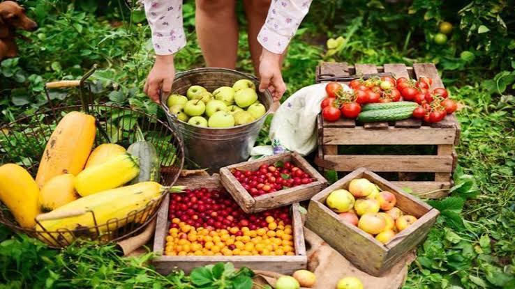 Extending post-harvest shelf life of fruit
