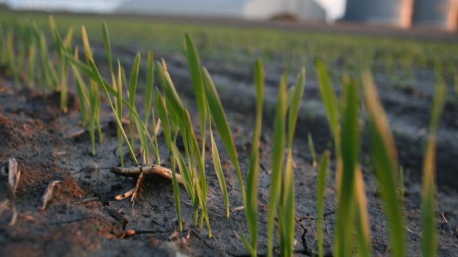 Fertilizer for calcareous soil